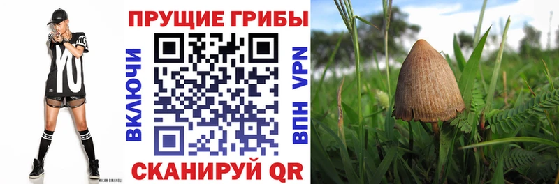 мориарти состав  купить  сайты  Братск  Псилоцибиновые грибы Psilocybe 